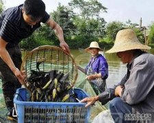 湖南鑫农泽农业技术服务有限公司黄骨鱼、鲈鱼