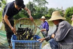 湖南鑫农泽农业技术服务有限公司黄骨鱼、鲈鱼