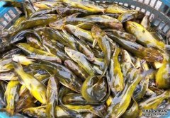 欧亿注册湖北渔本家水产养殖有限公司黄骨鱼、